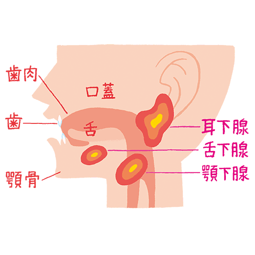口腔の構造と唾液腺